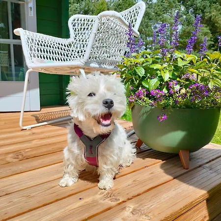 Kamp Metsatuule Puhkekuela HIIUMAA