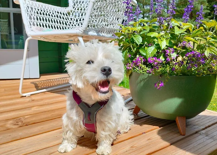 Camping Metsatuule Puhkekuela HIIUMAA